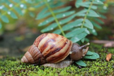 snail