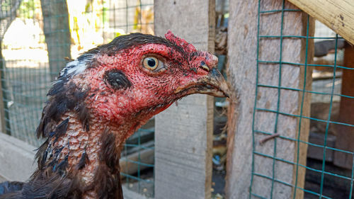 Close-up of a bird