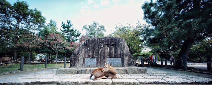 View of a cat in park