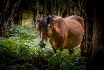 Horse in a forest