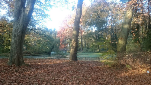 Trees in forest