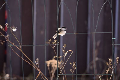 Bird perching on a fence