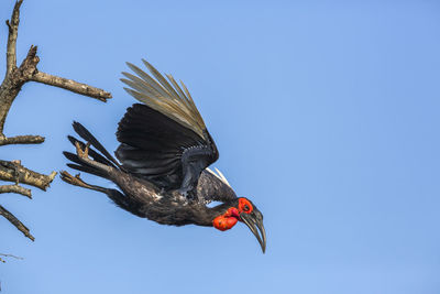 Low angle view of bird flying