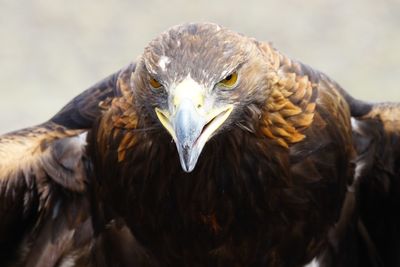 Nomadic culture in kyrgyzstan.
eagle hunter