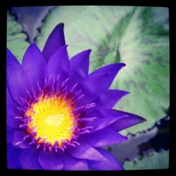 Close-up of purple flower