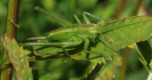 Close-up of insect on leaf