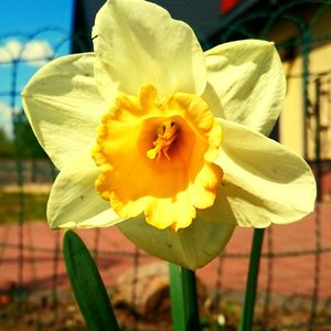 Close-up of yellow flower