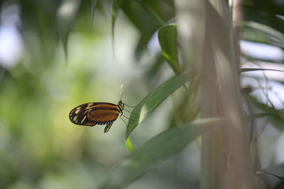 Close-up of butterfly on leaf