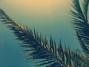 Close-up of palm tree against sky