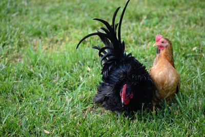Close-up of chickens on field