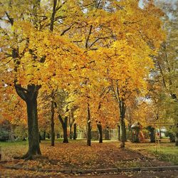 Trees in park during autumn