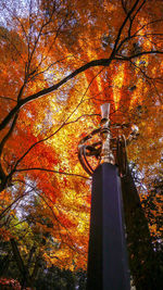 Low angle view of trees in park during autumn