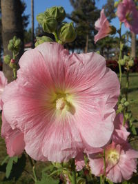 Close-up of pink hibiscus blooming outdoors