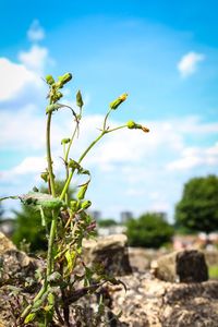 Close-up of plant growing on field against sky