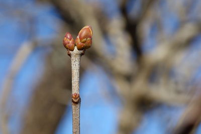 Close-up of red flower buds on twig