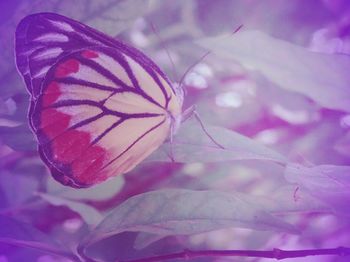 Close-up of butterfly on pink flower