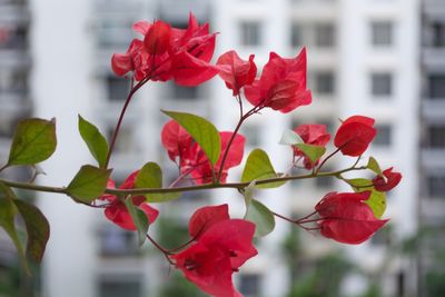 Close-up of red flowers