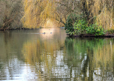 Birds in lake