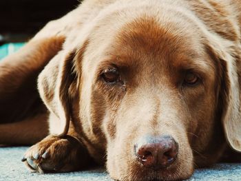 Close-up portrait of dog relaxing