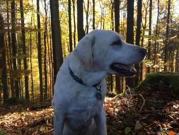 Close-up of dog in forest