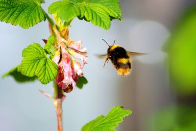 Close-up of bee buzzing by flower