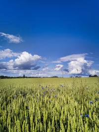 Scenic view of agricultural field against blue sky