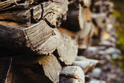 Stack of logs in forest