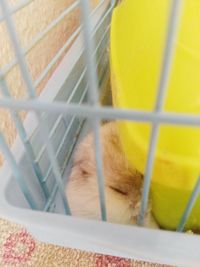 Close-up of a cat in cage