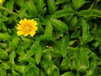 Close-up of yellow flower blooming outdoors