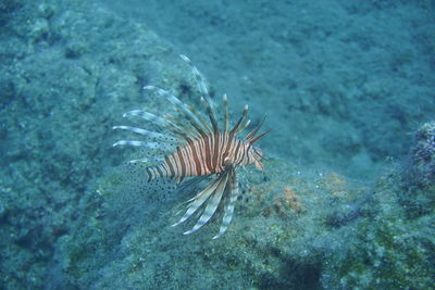 Fish swimming in sea