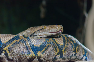 Close-up of lizard in zoo