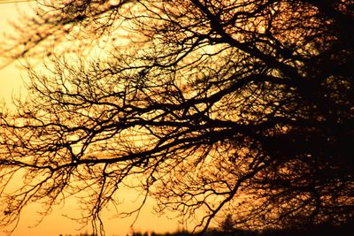 Low angle view of silhouette bare tree against sky during sunset