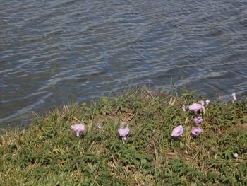 High angle view of flowering plants by lake