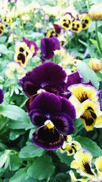 Close-up of purple flowers blooming outdoors