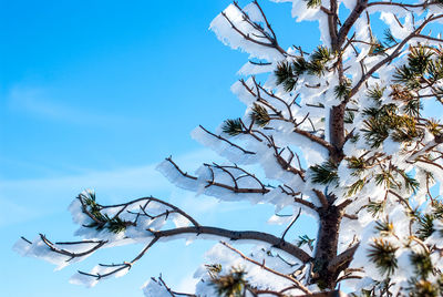 Low angle view of bare tree against blue sky