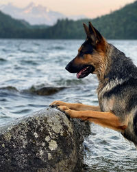 Dog on rock at lake shore