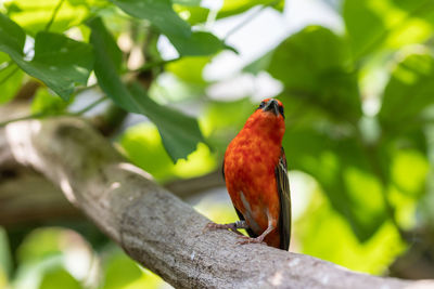 Close-up of a bird perching on branch