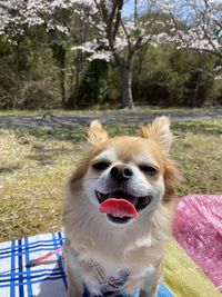 Portrait of dog sticking out tongue