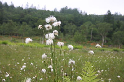 White flowering plants on field