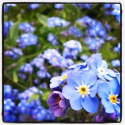 Close-up of purple flowers blooming