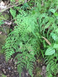 High angle view of ivy growing on field