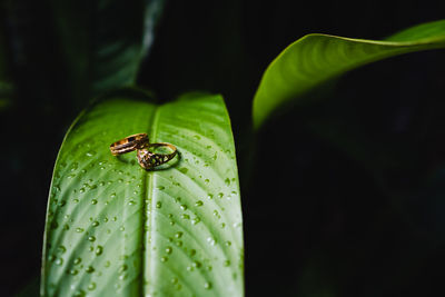 Close-up of wedding rings on green wet leaf