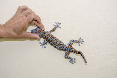 Close-up of a hand on wall