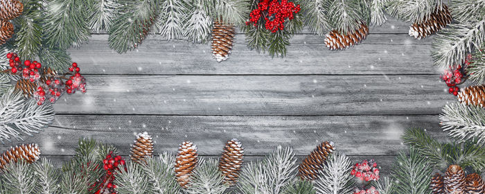 Pine cones on tree by wall