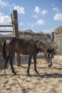Horse standing in ranch