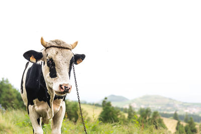 Cow in a field