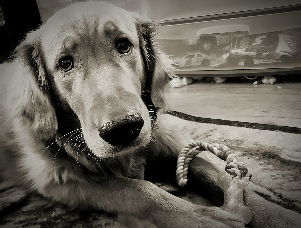 animal themes, one animal, dog, domestic animals, pets, mammal, portrait, looking at camera, animal head, close-up, indoors, animal body part, no people, pet collar, zoology, focus on foreground, sitting, day, mouth open