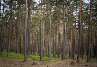 Trees growing in forest