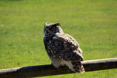 Bird perching on wood