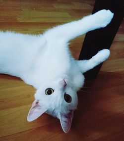 High angle portrait of white cat at home